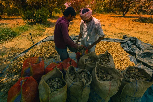 Hintli çiftçiler çuval zerdeçal paketliyor