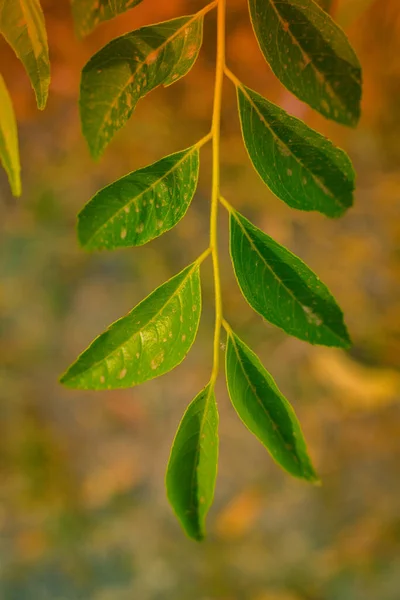 Curryblätter Oder Kadi Patta Blätter — Stockfoto