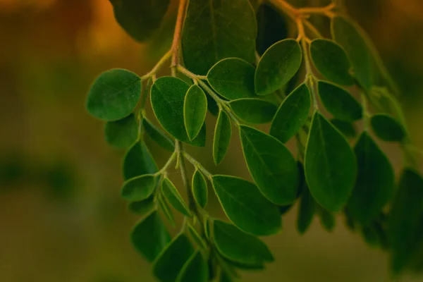 Moringa ya da Drumstick ağacının yeşil yaprakları 