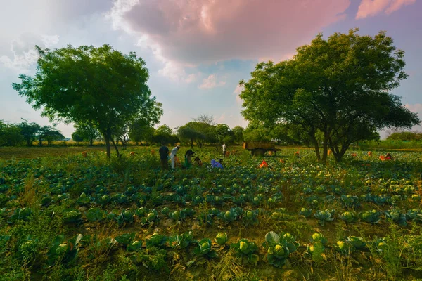 Indian farmers working together in a cabbage patch on a cloudy day