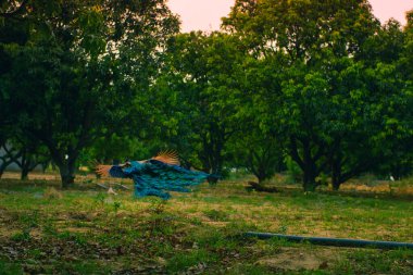 Ormandaki yeşil çimlerin üzerinde uçan tavus kuşu. 