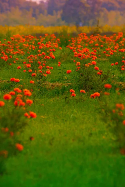 Beautiful marigold field with full of color