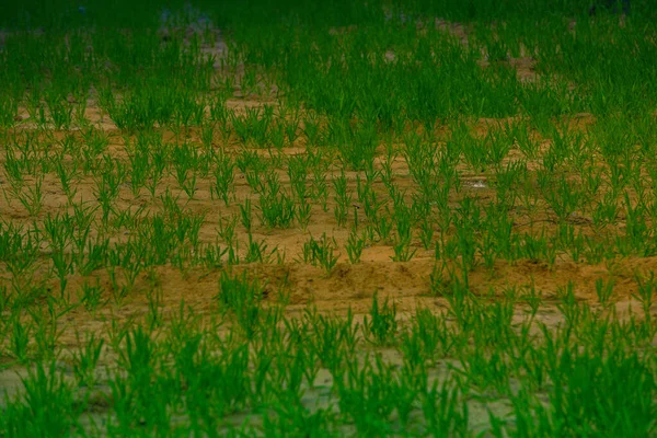 Junge Grüne Pflanzen Die Auf Einem Feld Austreiben — Stockfoto
