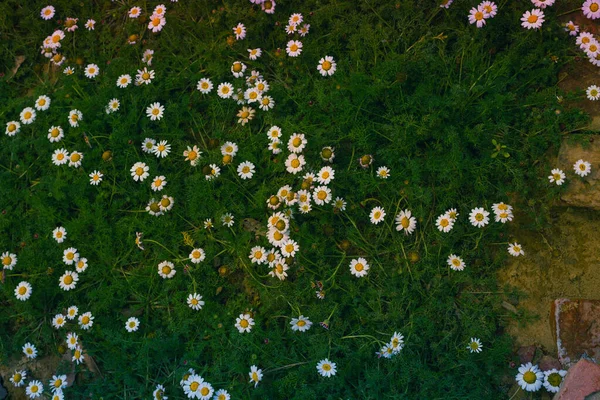 Fleurs Blanches Akarkara Dans Lit Vert — Photo