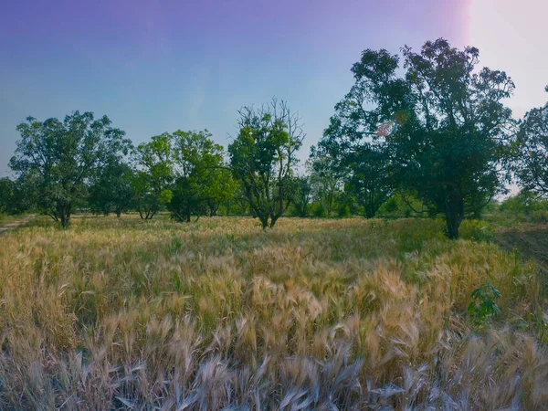 Золота Пшениця Росте Полі Проти Фіолетового Градієнтного Неба — стокове фото
