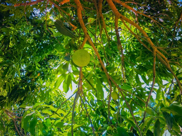 Dala asılı yeşil mango. 