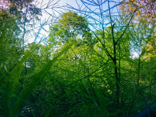 Close Ampliado Tiro Satawar Asparagaus Racemosus — Fotografia de Stock