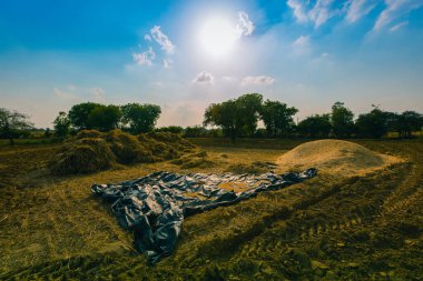 Tam buğday depolama ve taşıma işlemi
