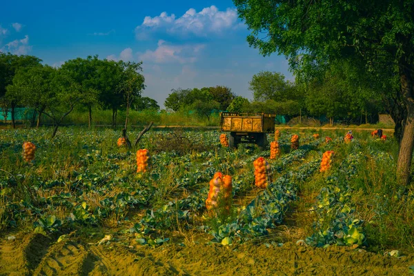 Colheita Repolho Orgânico Fazenda — Fotografia de Stock