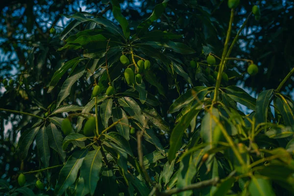 Indischer Mangobaum Aus Nächster Nähe — Stockfoto