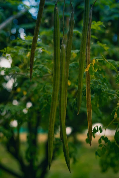 Ağaçta yetişen Moringa çubukları