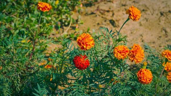 Marigold Flower Growing Field — Stock fotografie