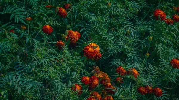 Квіти Маріґольд Які Ростуть Полі — стокове фото