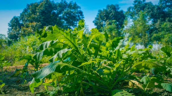 Lattuce Pflanze Wächst Der Gärtnerei — Stockfoto