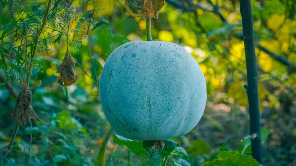 Una Hermosa Calabaza Blanca Creciendo Planta —  Fotos de Stock