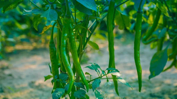 Bunch Van Groene Chili Groeien Plant — Stockfoto