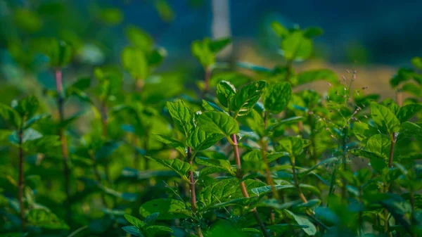 Grüne Frische Minze Auch Pudina Genannt — Stockfoto