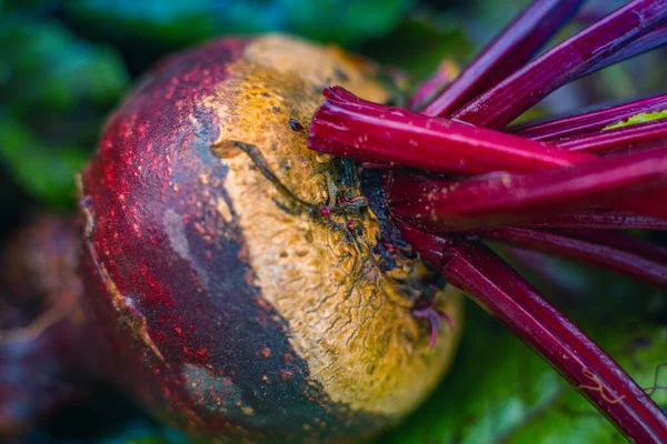Fresh Beautiful Organic Beetroot — Stock Photo, Image