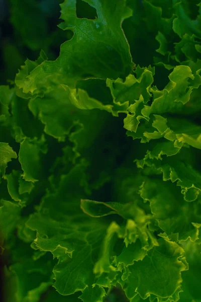 在苗圃中生长的莴苣植物 — 图库照片