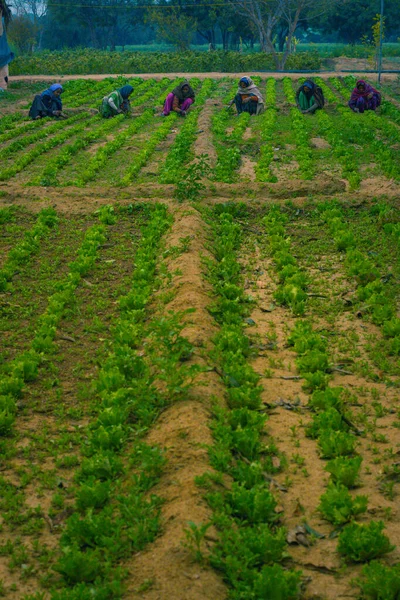 Lahana tarlasında çalışan çiftçi kadınlar