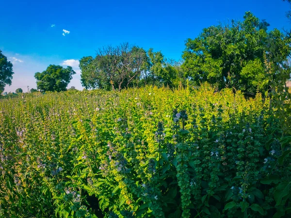 Hindistan 'dan Tulsi kutsal bitkisi