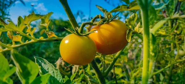 Reine Und Frische Bio Tomate Vom Bauernhof Indien — Stockfoto
