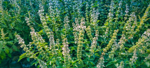 Tulsi Heilige Pflanze Aus Indien — Stockfoto