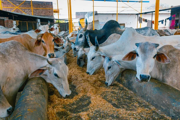 Vacas Felices Comiendo Juntas Paz — Foto de Stock