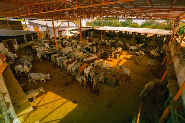 Mutlu inekler huzur içinde yemek yiyor.
