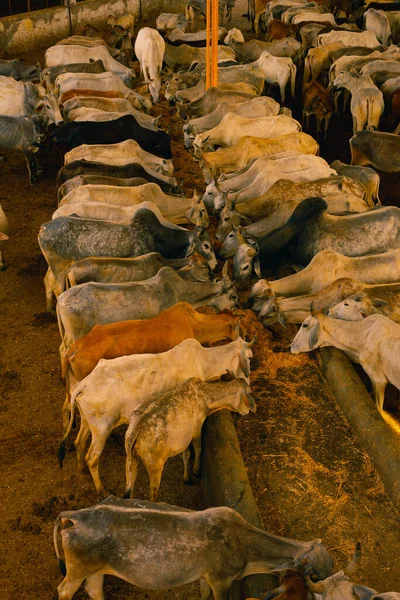 Santa Vaca Indiana Comer Grama — Fotografia de Stock