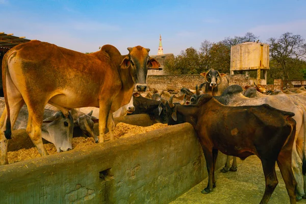 Vacas Comiendo Jugando Juntas — Foto de Stock