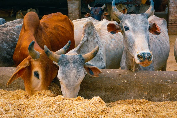 Santa Vaca India Comiendo Hierba — Foto de Stock