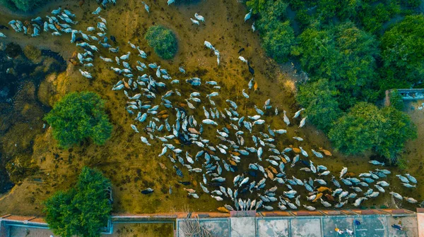 Tiro Real Cientos Vacas Cowshed — Foto de Stock