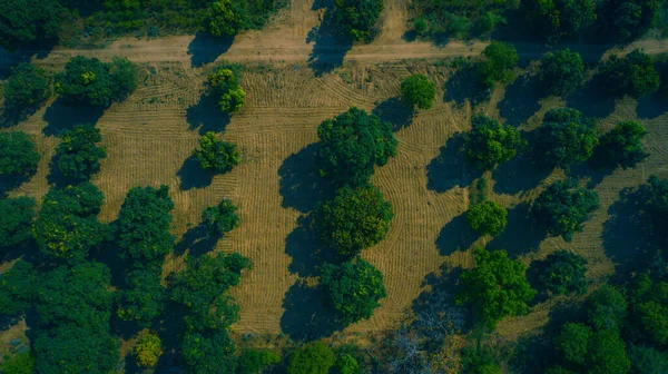 Drone Strzał Ziemi Uprawnej Vrindavan — Zdjęcie stockowe