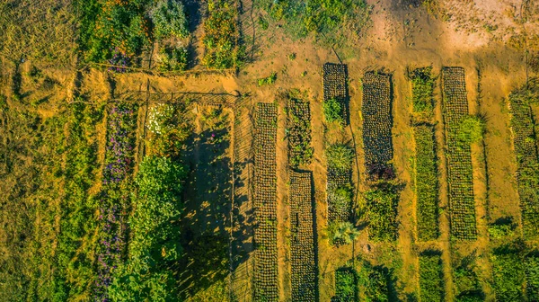 Vue Aérienne Pépinière Avec Différents Types Plantes — Photo