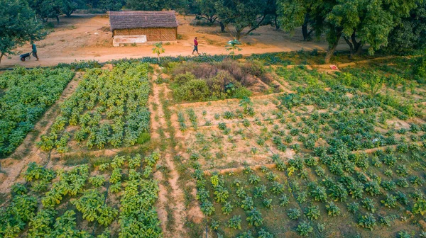 Drone Widok Gospodarstw Ekologicznych Indiach — Zdjęcie stockowe
