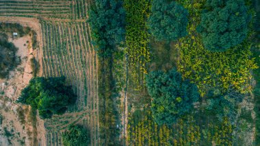 Organik Mango alanlarının hava görüntüsü. 