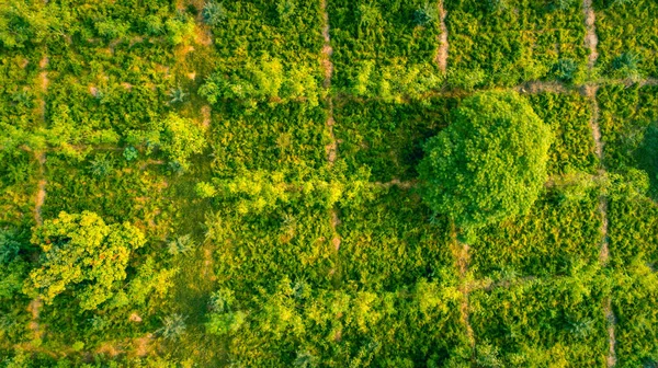 Vue Par Drone Ferme Biologique Inde — Photo