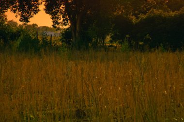 Tarlanın altın ışıkla yıkandığı bir çiftlikte gün batımı 