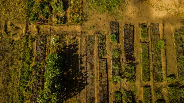 Аэросъемка Агролесоводческой Фермы — стоковое фото