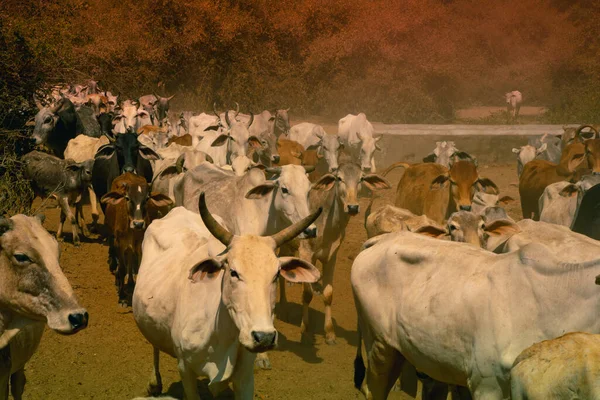 Una Manada Vacas Indias Pasando Por — Foto de Stock