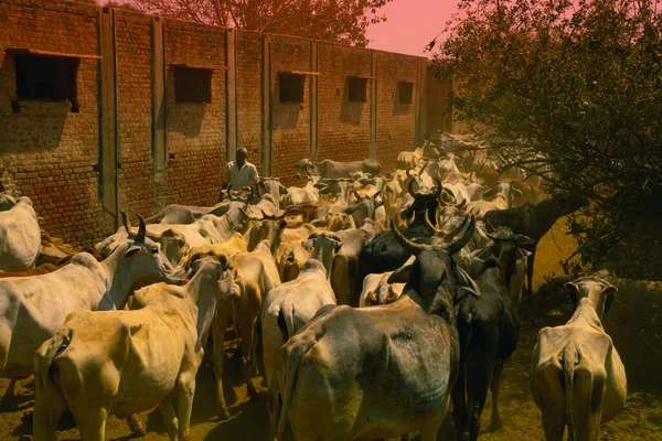 Una Manada Vacas Pasando Por Callejón Sin Salida India — Foto de Stock