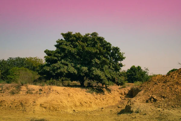 Arbre Solitaire Sur Monticule Boueux Contre Ciel Rose — Photo