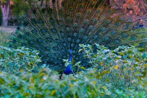 Paon Indien Avec Ses Plumes Queue Ventilé — Photo