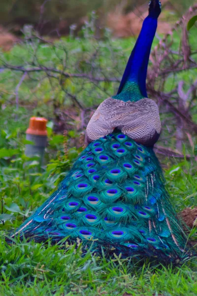 Belle Piume Coda Pavone Indiano — Foto Stock