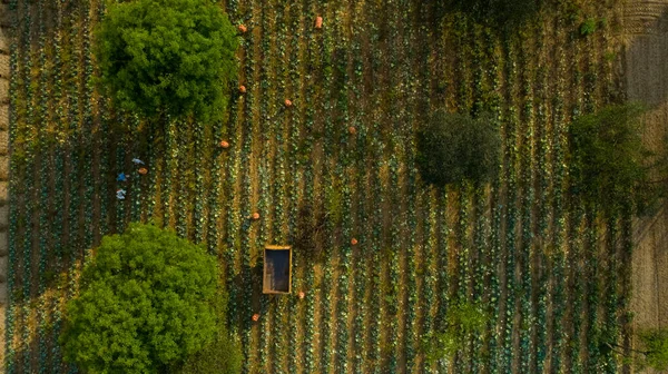 Aerial shot of Indian, organic farm