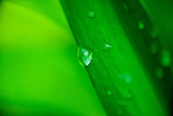 緑の葉の近くに雨の水の滴 — ストック写真