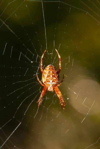 Aranha Teia — Fotografia de Stock