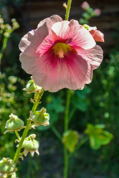 Rosa Malva Blommor Närbild — Stockfoto