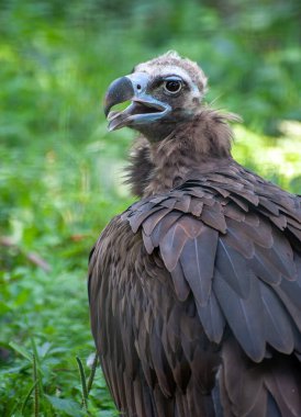 Cinereous Vulture, bir akbabaya yakın.